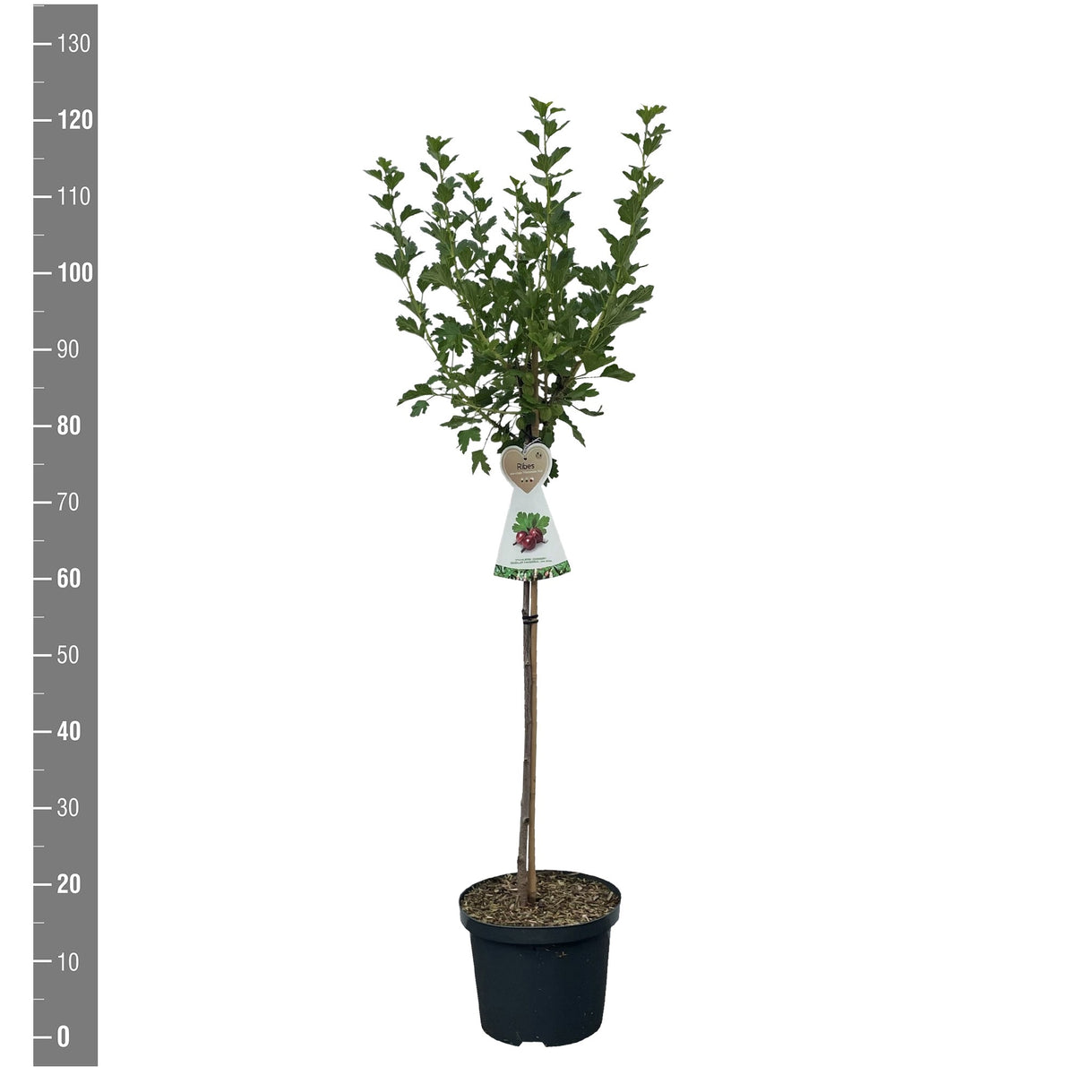 Angrešt bez trnů 'Captivator' 100-120 cm – Sladké, červené bobule | Koupit Ribes uva-crispa