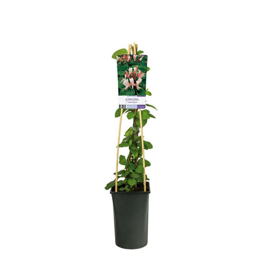 Echtes Geißblatt Jelängerjelieber Red World – Duftende Kletterpflanze Lonicera japonica 30–50 cm
