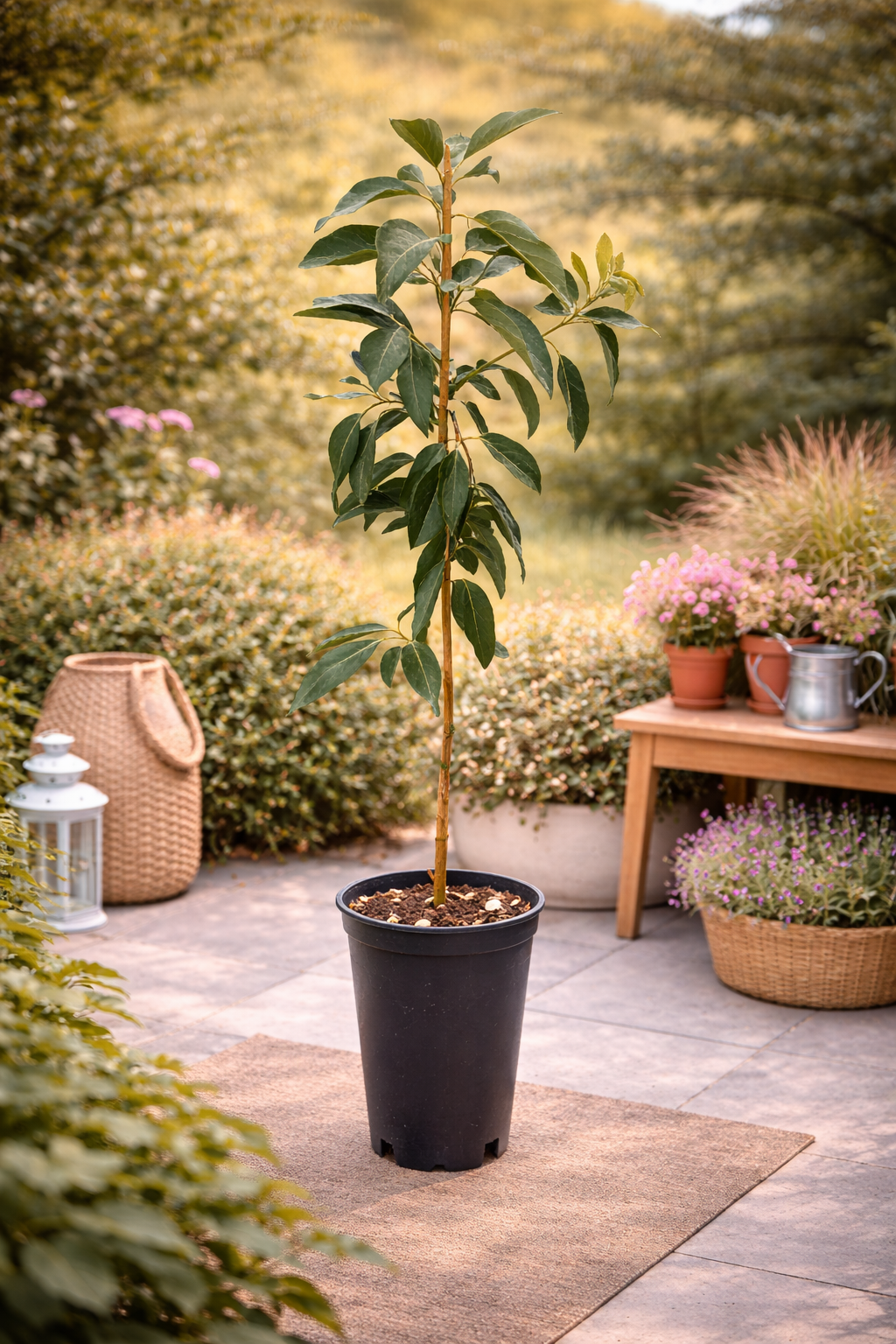 Avocadopflanze Ettinger 130–160 cm | Echter Avocadobaum im Topf, Zimmerpflanze & Kübelpflanze