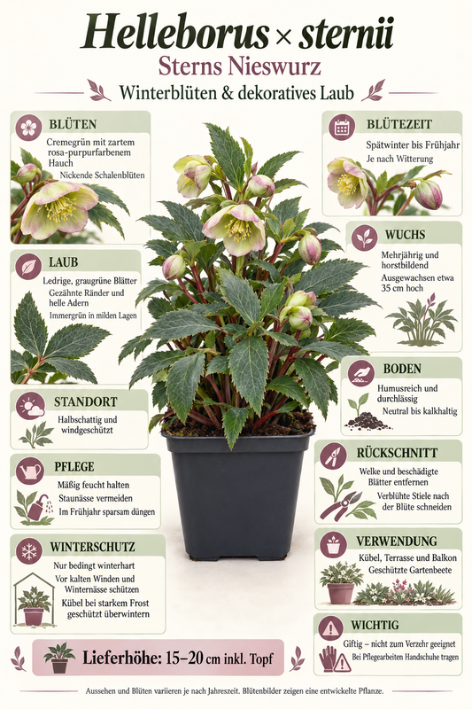 Helleborus × sternii – Nieswurz, immergrüne Blütenstaude für Garten & Kübel – 15–20 cm inkl. Topf