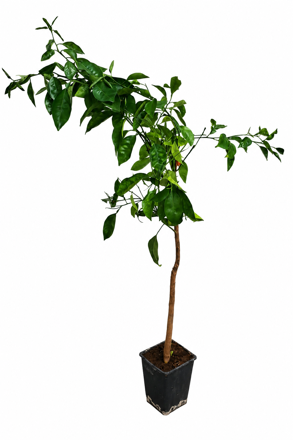 Brazilský pomeranč (Citrus sinensis) – Arancio Brasiliano, 100-120 cm | Exotický pomerančovník pro váš domov