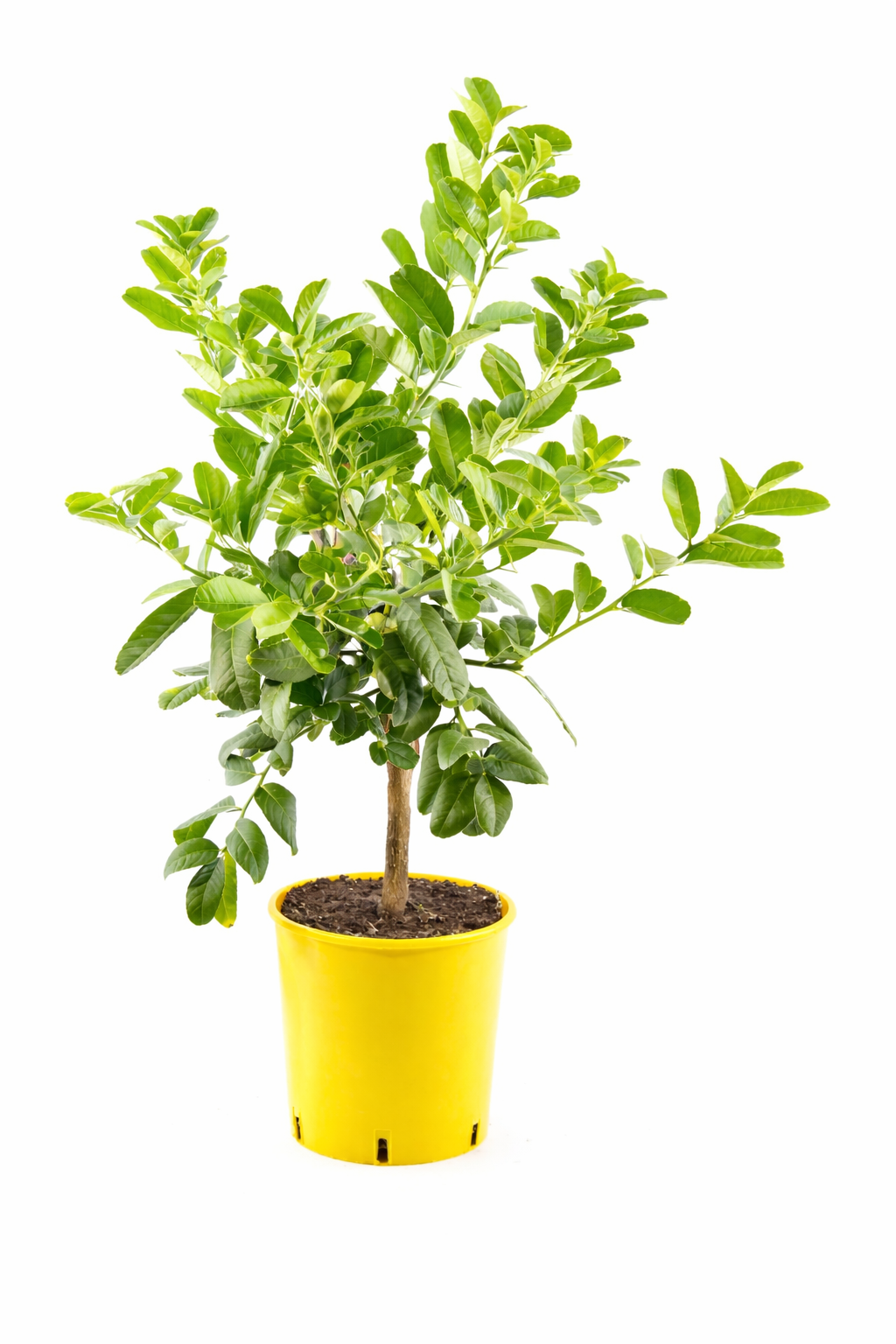 Buddhova ruka 80 cm - Citrus medica sarcodactylis - Citroník