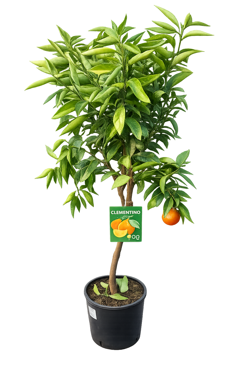 Klementinkový strom Citrus × clementina 130-170 cm – mrazuvzdorná klementinka do zahrady i do květináče