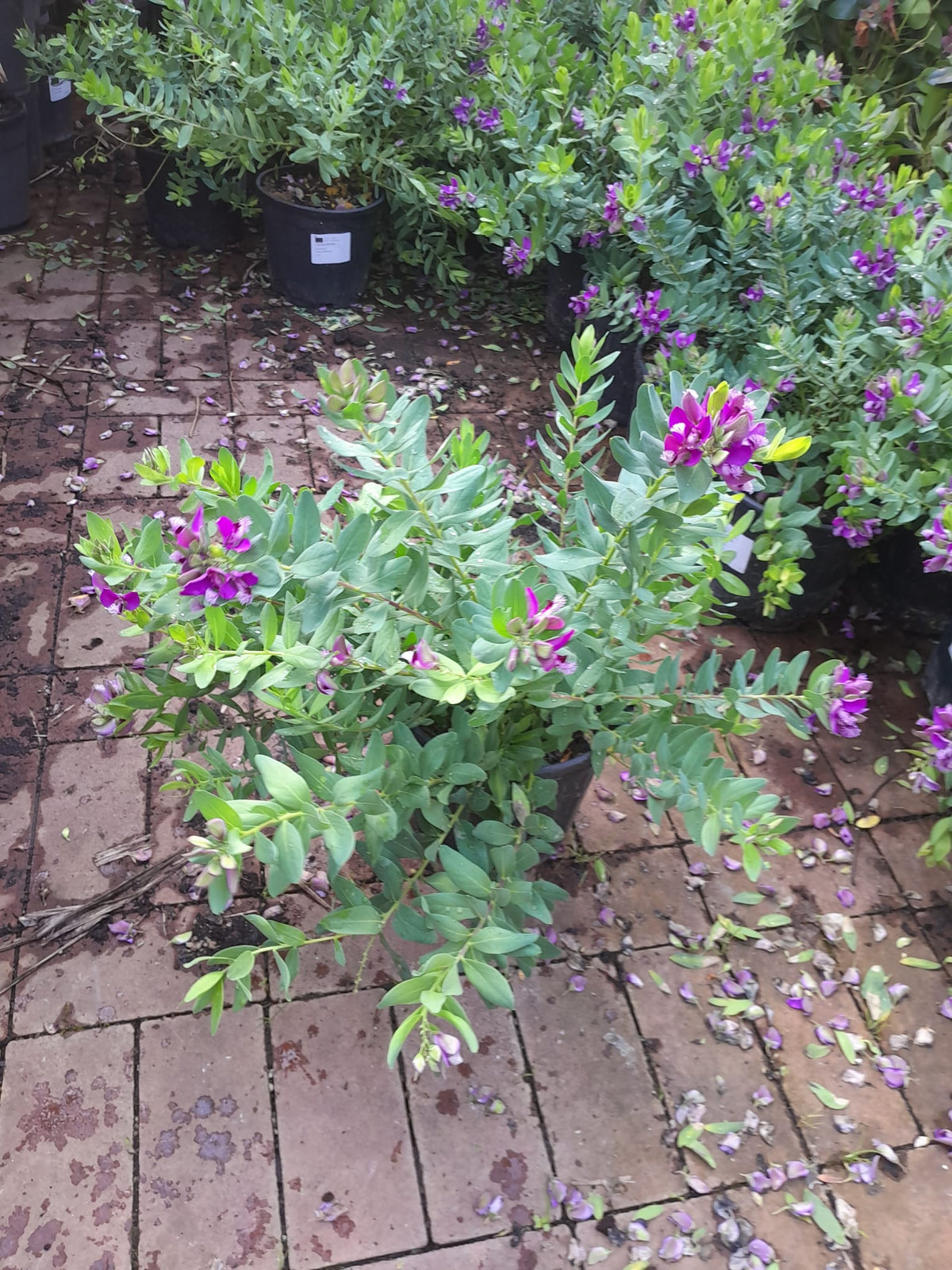 Polygala myrtifolia cca. 50 cm - Mléčnice - Středomořská rostlina - Okřídlený květ