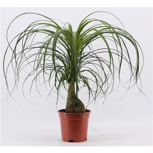 Beaucarnea recurvata - Elefantenfuß Flaschenbaum, 50-70 cm, Luftreinigende Zimmerpflanze, Ideal für Wohn- und Büroumgebungen