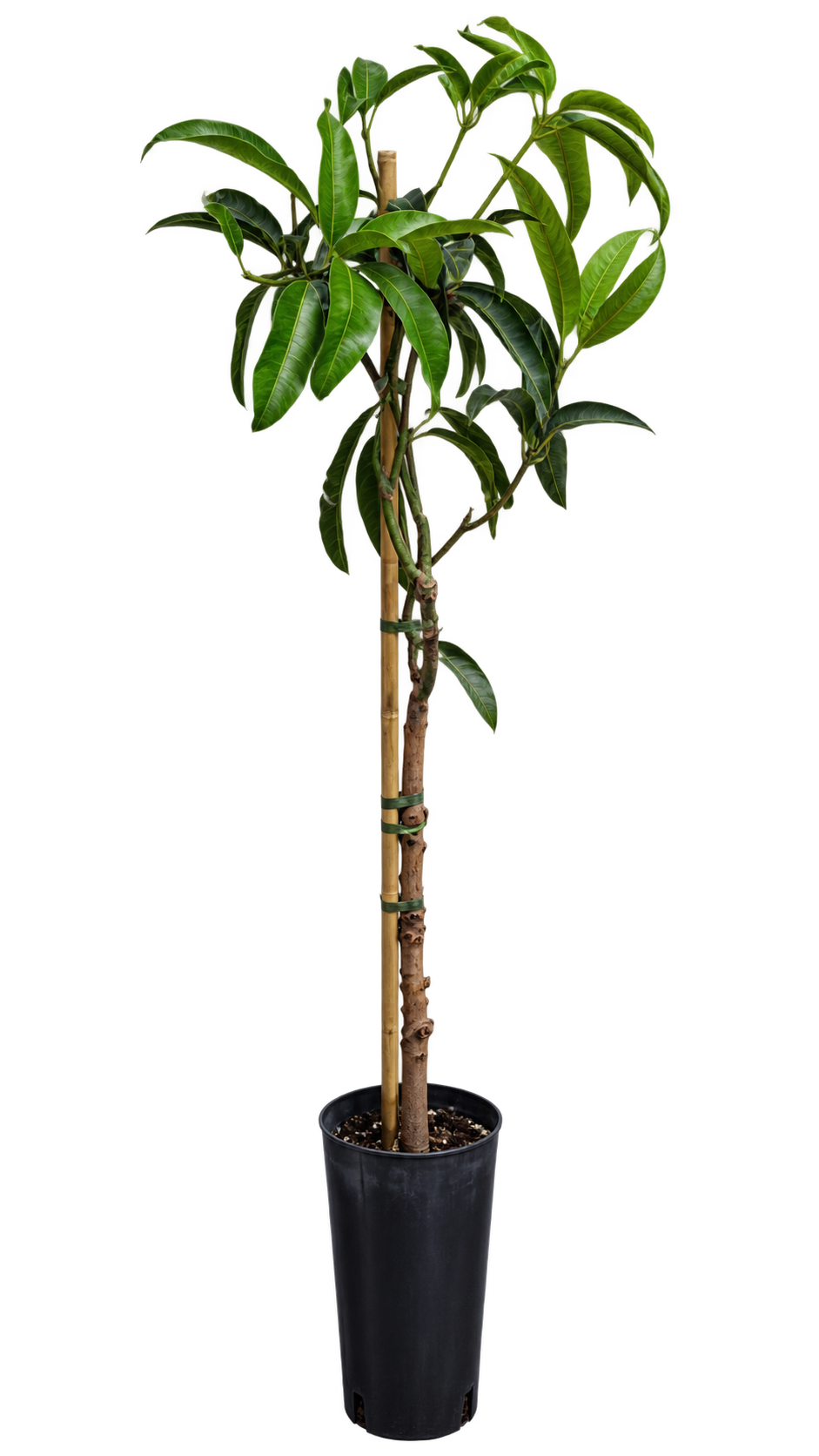 Mangobaum ‘Glenn’ – Mango-Pflanze (Mangifera indica) für Kübel, Terrasse & Wintergarten – 140–180 cm inkl. Topf