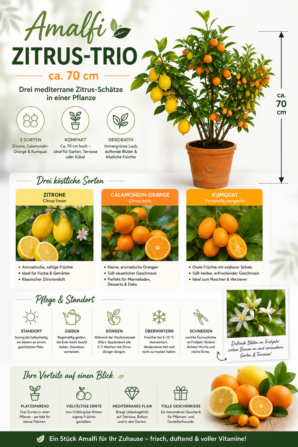 Amalfi Citrus Trio cca. 70 cm - Citron, kalamondin a kumquat na treláži / DOPRAVA ZDARMA