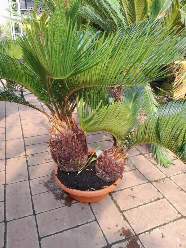 Cycas Revoluta - Miska 2 rostliny cca. 60 cm - Exotická elegance pro váš domov