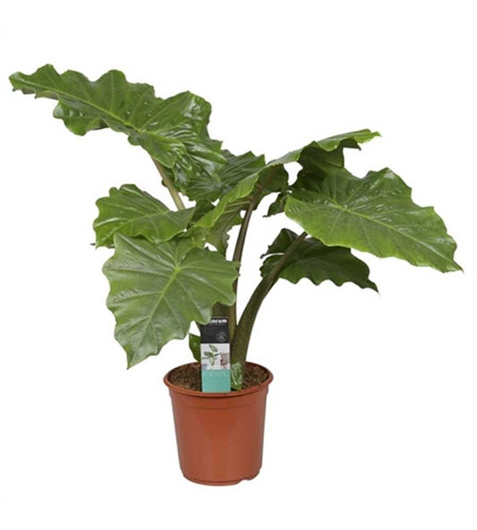 Alocasia Portodora – Sloní ucho, cca. 90 cm – Exotická pokojová rostlina pro váš domov