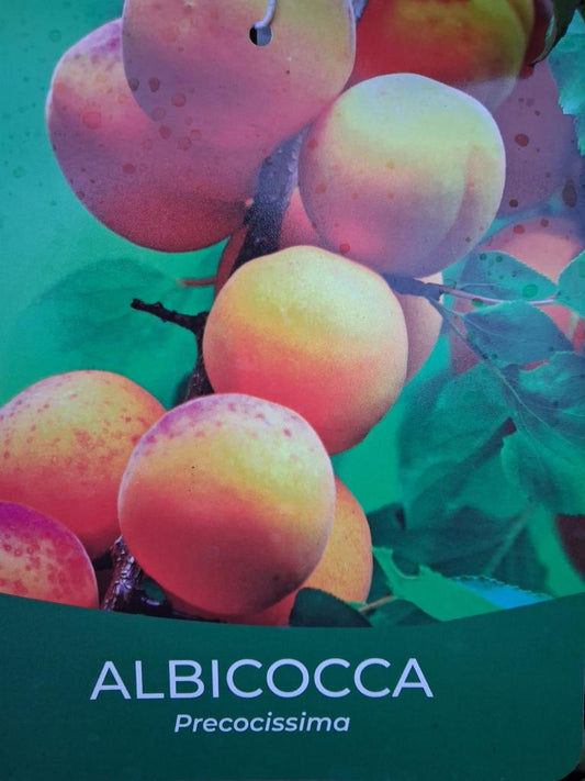 Aprikosenbaum Prunus armeniaca Precosissima – Frühreife Aprikose, Obstbaum 100–140 cm