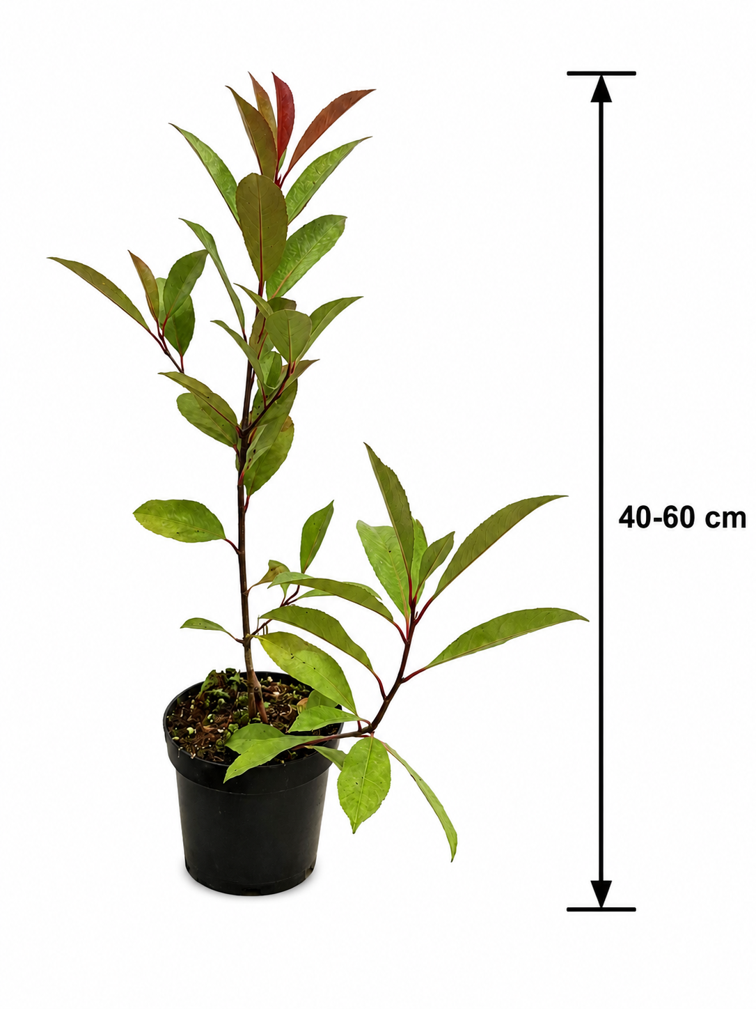 Mišpule červená Red Robin cca. 40 cm Photinia fraseri 'Red Robin'