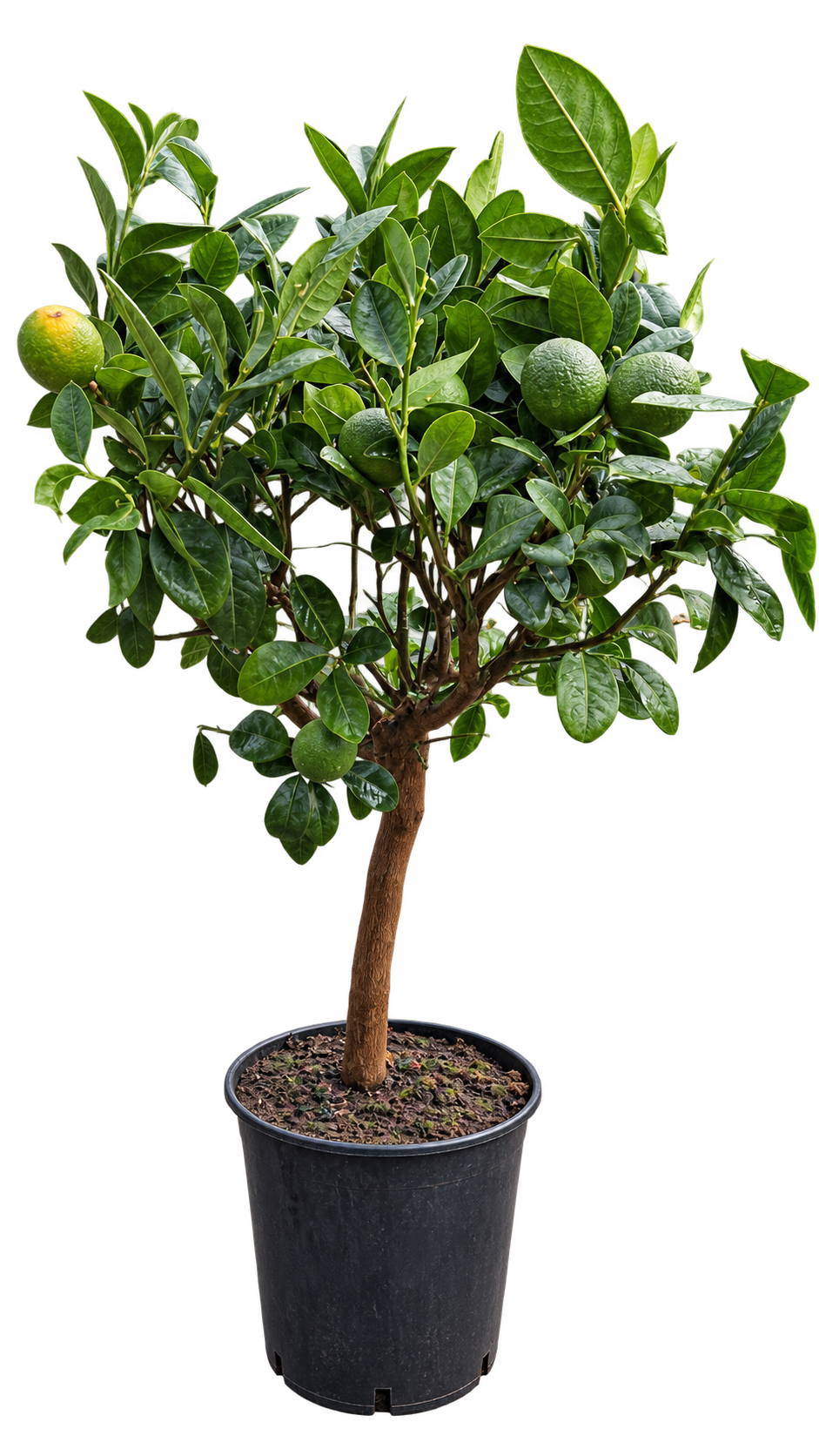 Lemon-Clementino – Zitronen-Clementinen-Baum, immergrüne Zitruspflanze für Balkon & Terrasse – 70–100 cm inkl. Topf