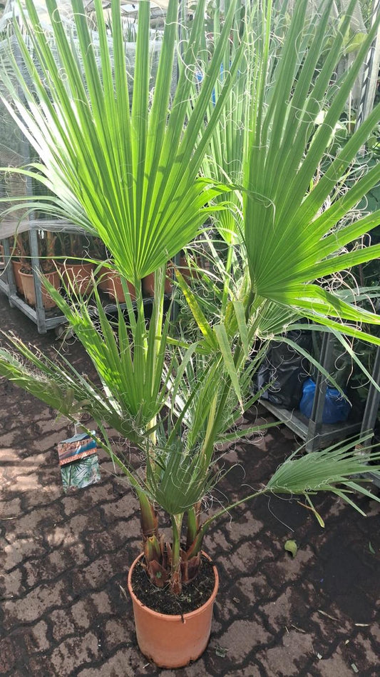 Washingtonia Robusta Palme 160–200 cm – Mexikanische Fächerpalme | Wintergarten- & Terrassenpflanze