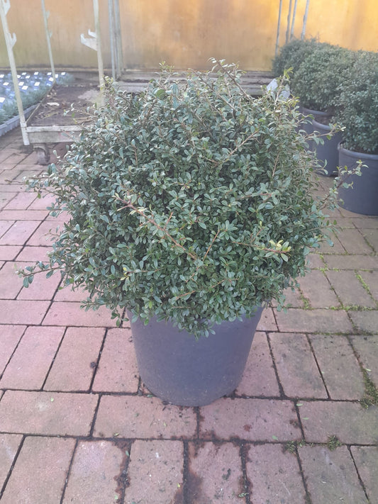 Ilex crenata 'Green Glory' Ball 40 cm Ø - Cesmínové rostliny na živý plot - Ideální náhrada zimozelu