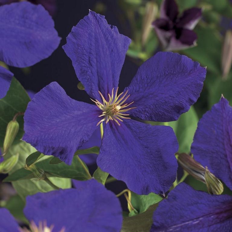 Clematis ‘Jackmanii’ 30–50 cm – Großblumige Waldrebe | Kletterpflanze winterhart violett