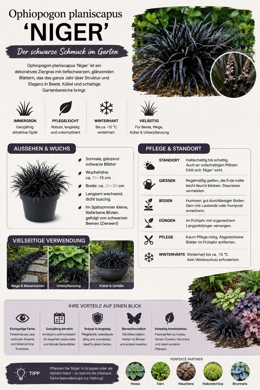 Elegantní černá kráska - Ophiopogon planiscapus 'Niger' pro vaši zahradu