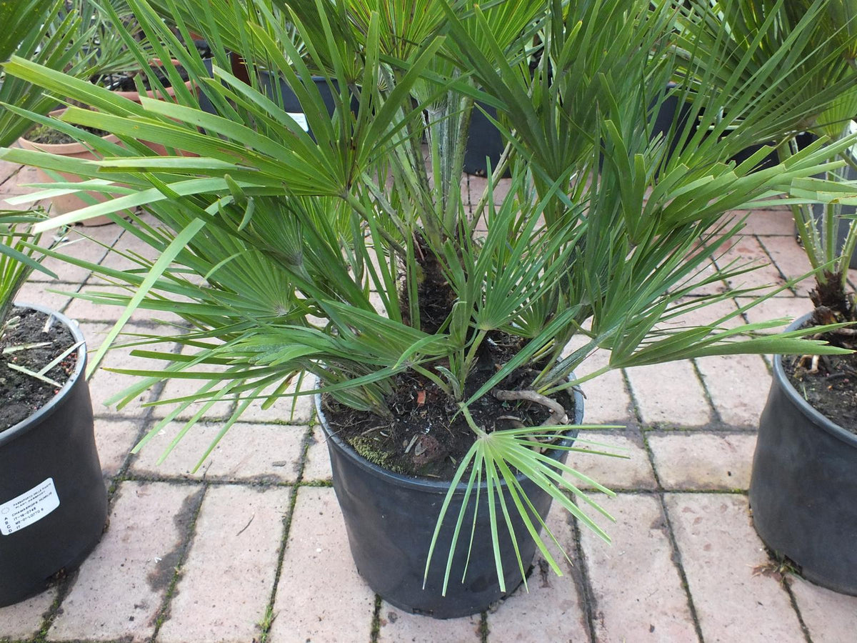 2er Set Winterharte Zwergpalme 70-90 cm Chamaerops humilis Eine der kältetolerantesten Palmenarten in Europa