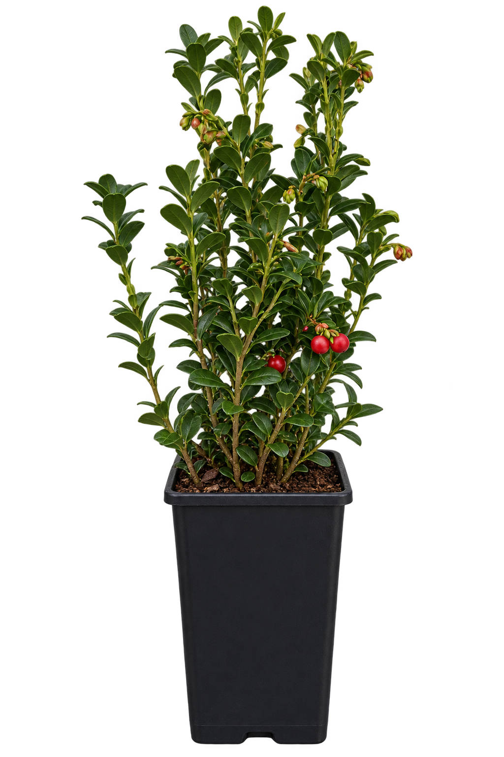 Preiselbeere – Vaccinium vitis-idaea – winterharter, immergrüner Beerenstrauch für Garten & Kübel – 40–60 cm inkl. Topf