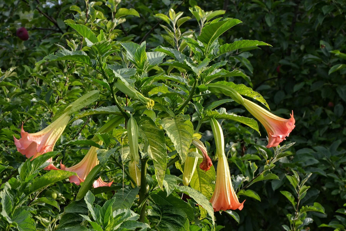 Engelstrompeten - Datura - Engelstrompete - verschiedene Fraben