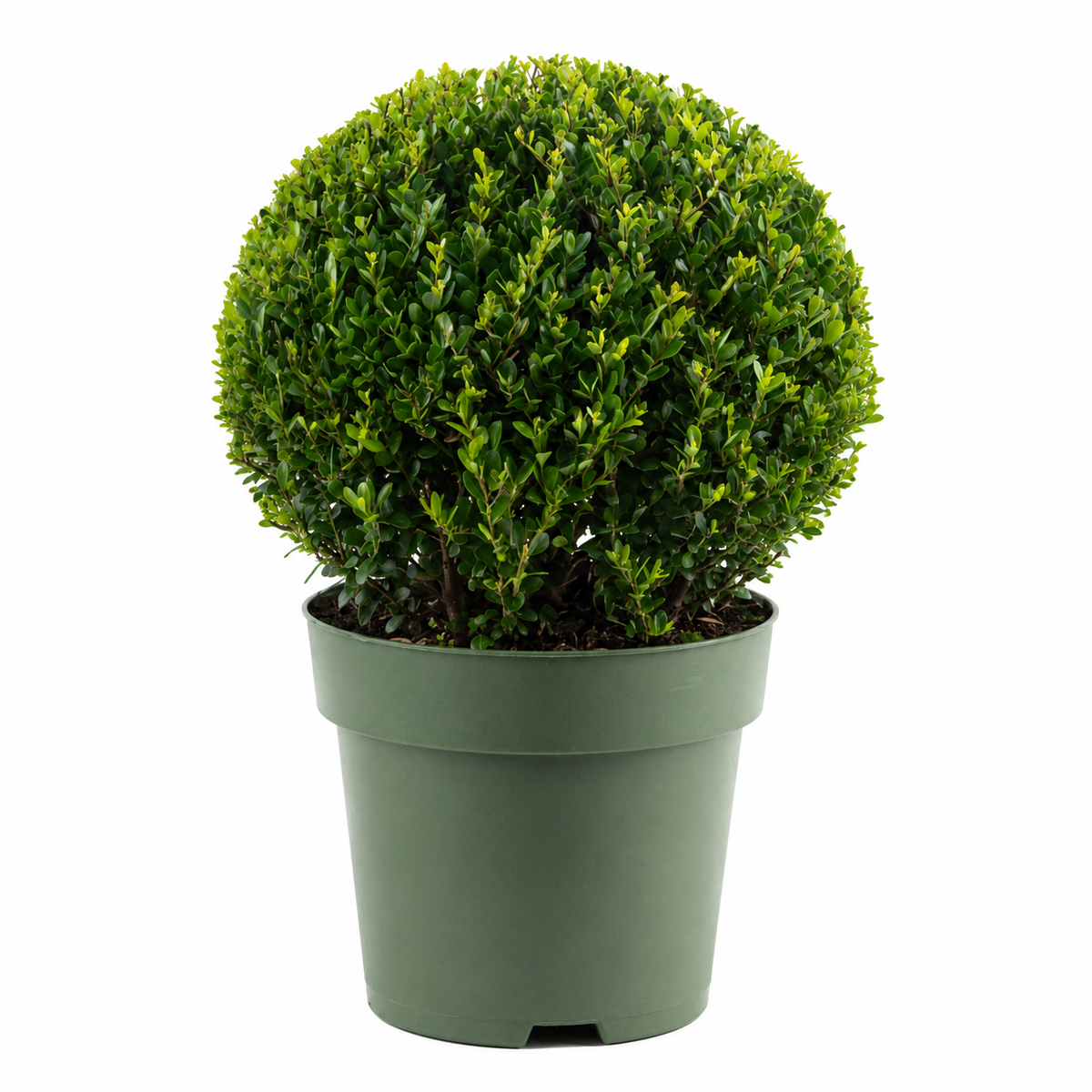 Ilex crenata 'Jenny Kugel' Ø ca. 25 cm – Japanische Stechpalme Kugel | Buchsbaum-Ersatz | Immergrüne Heckenpflanze