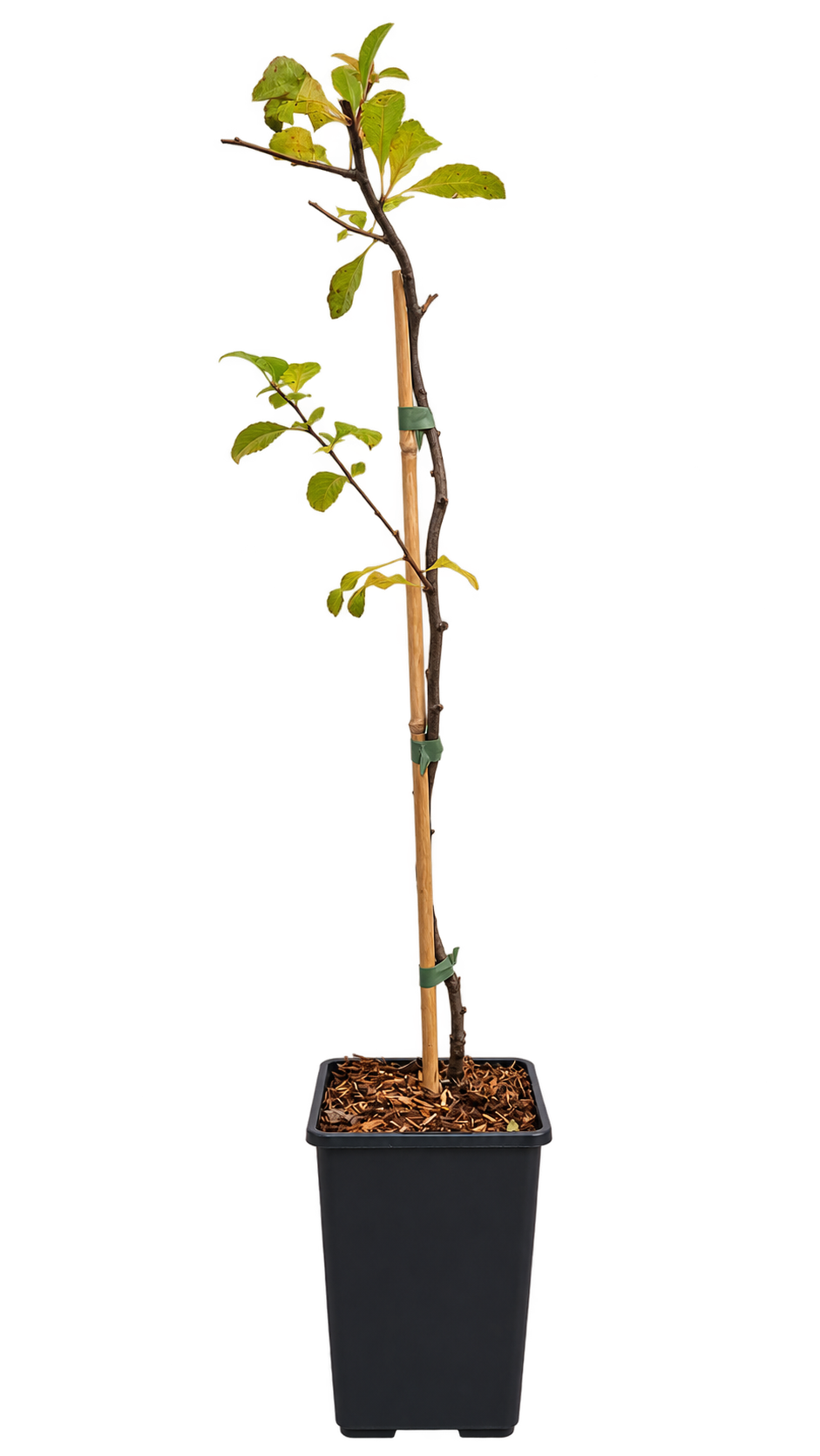 Japanische Zierquitte ‘Rasa’ – Chaenomeles japonica – dornenloser, winterharter Blütenstrauch mit essbaren Früchten – 50–70 cm inkl. Topf