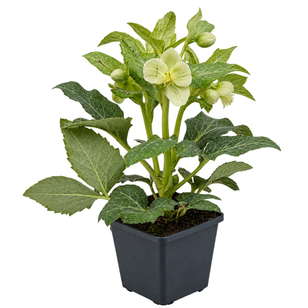 Helleborus lividus ‘White’ – Mallorquinische Nieswurz, weiß blühende Staude für Terrasse & Kübel – 15–20 cm inkl. Topf