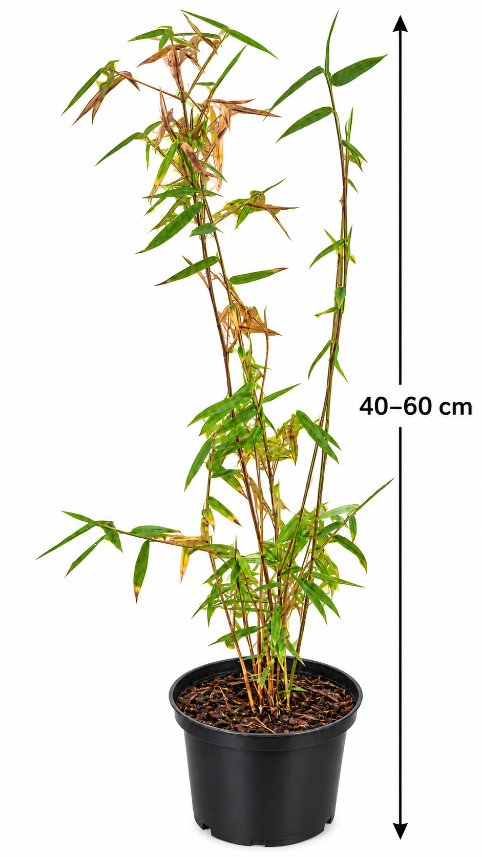Roter Bambus ‘Jiuzhaigou 1’ – Fargesia Schirmbambus, winterhart & immergrün – 40–60 cm inkl. Topf