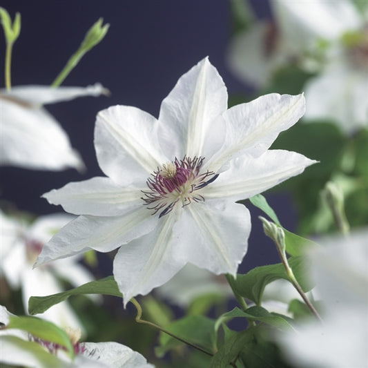 Waldrebe Clematis Miss Bateman – Weiß blühende Kletterpflanze, winterhart, 30–50 cm