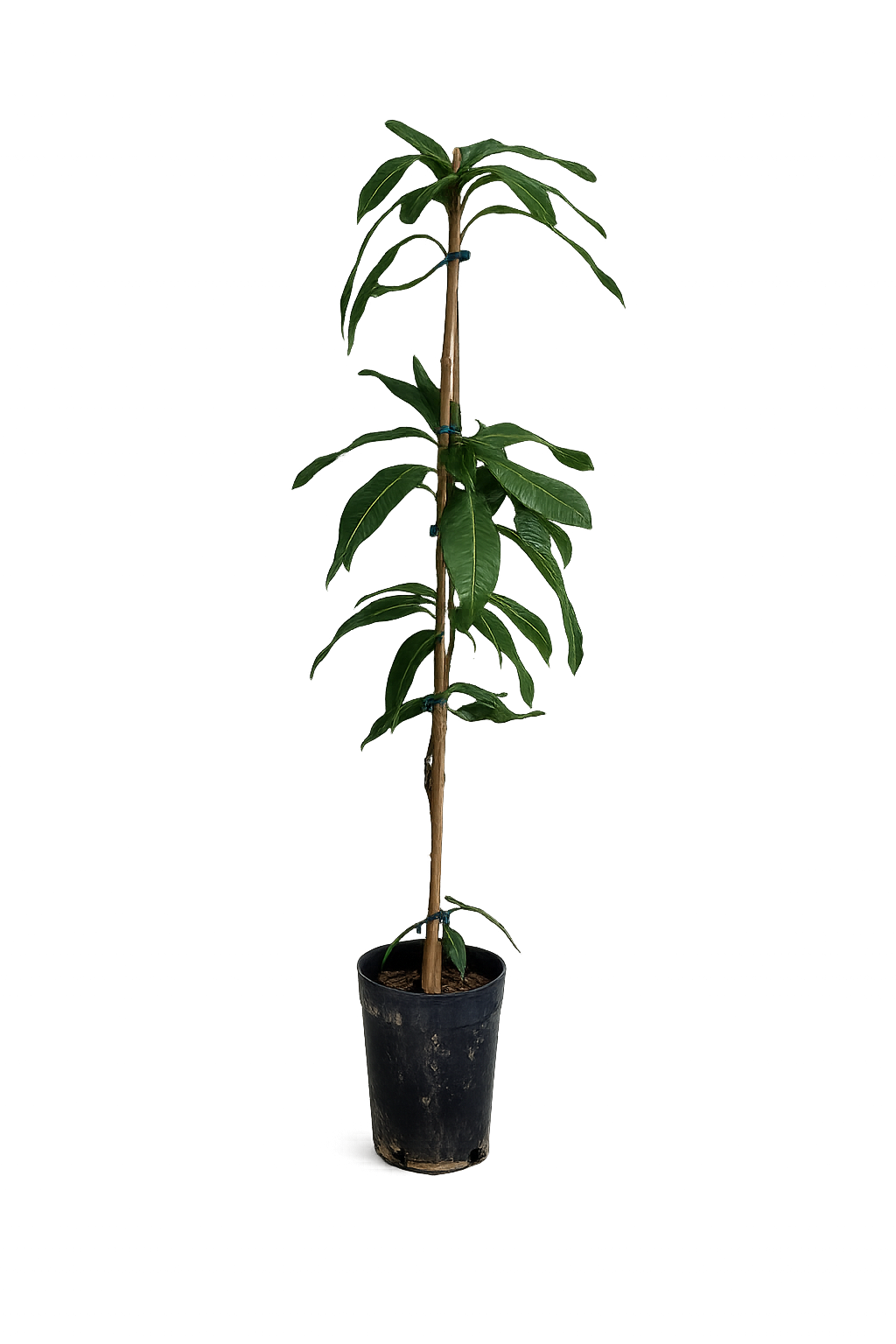 Mangobaum „Osteen“ (Mangifera indica) veredelt – 140–180 cm – tropische Kübelpflanze für Garten & Terrasse