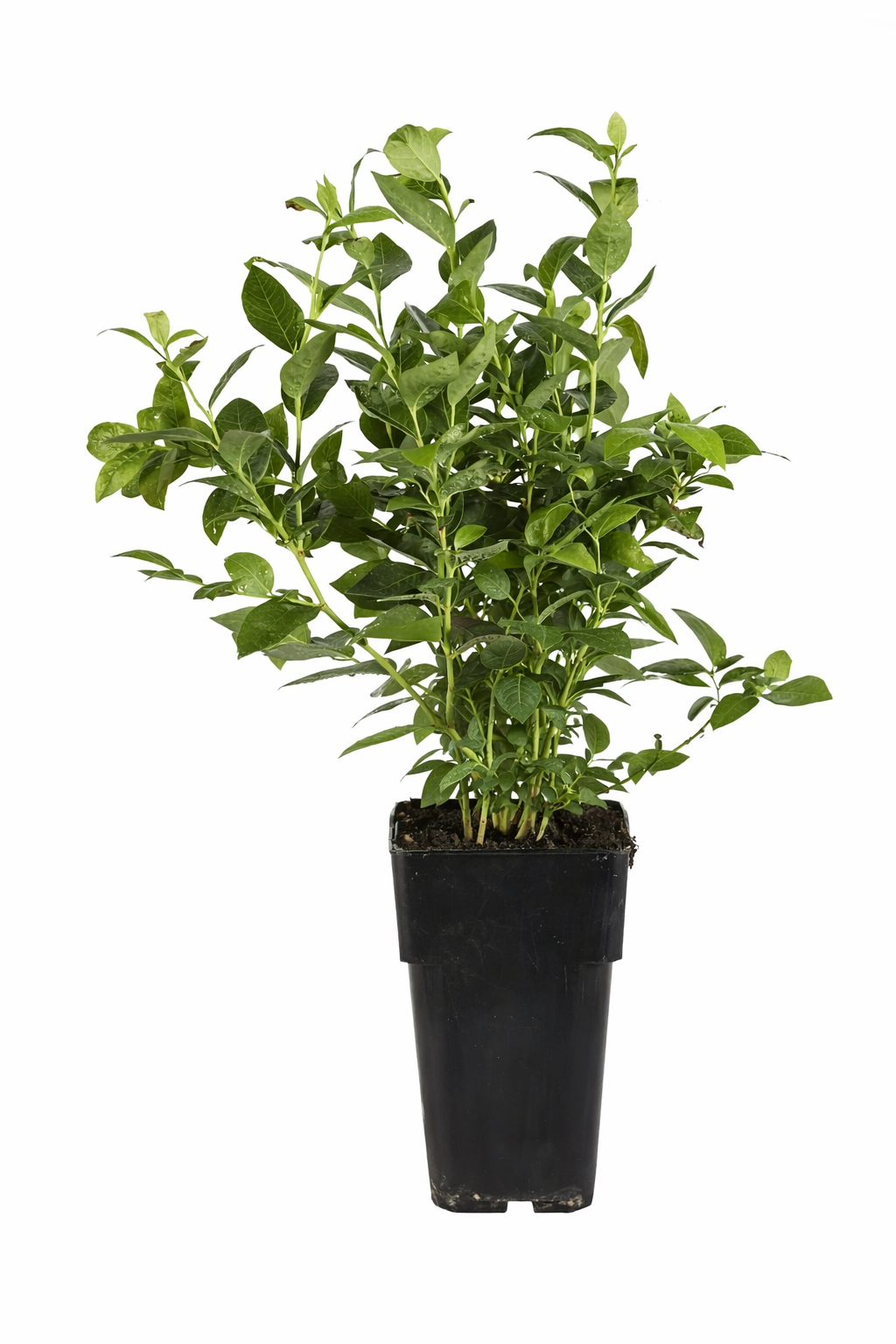 Heidelbeere Bluecrop ca. 30 cm – Ertragreiche Kulturheidelbeere / Blaubeere für Garten, Balkon & Kübel (Vaccinium corymbosum)
