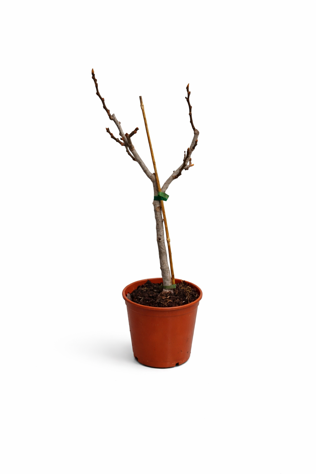 Feigenbaum Breva 70–100 cm – Echte Feige Ficus carica winterhart mediterrane Kübelpflanze