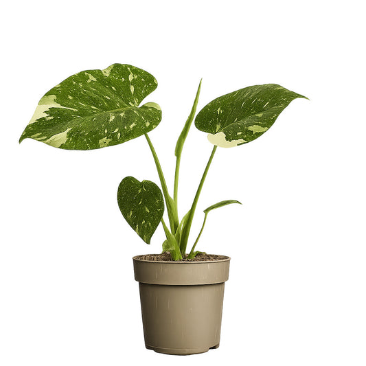 Monstera Thai Constellation – panaschierte Fensterblatt Zimmerpflanze ca. 25 cm | Topf Ø 11 cm