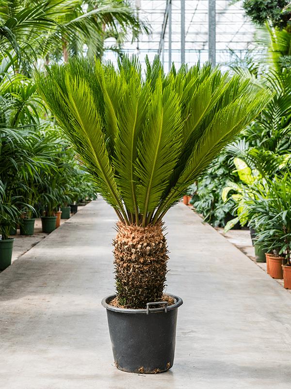 Pokojová rostlina Cycas Revoluta cykasová ságová palma