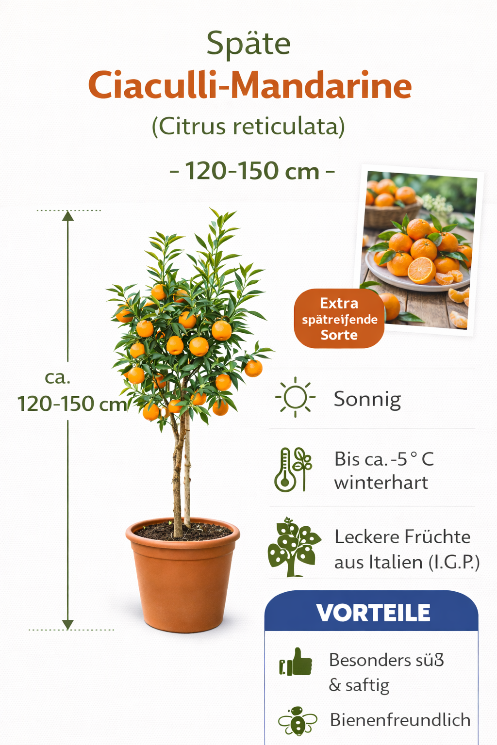 Späte Ciaculli-Mandarinen (Citrus reticulata) - 120-150 cm, Süße aus Sizilien für Ihren Garten