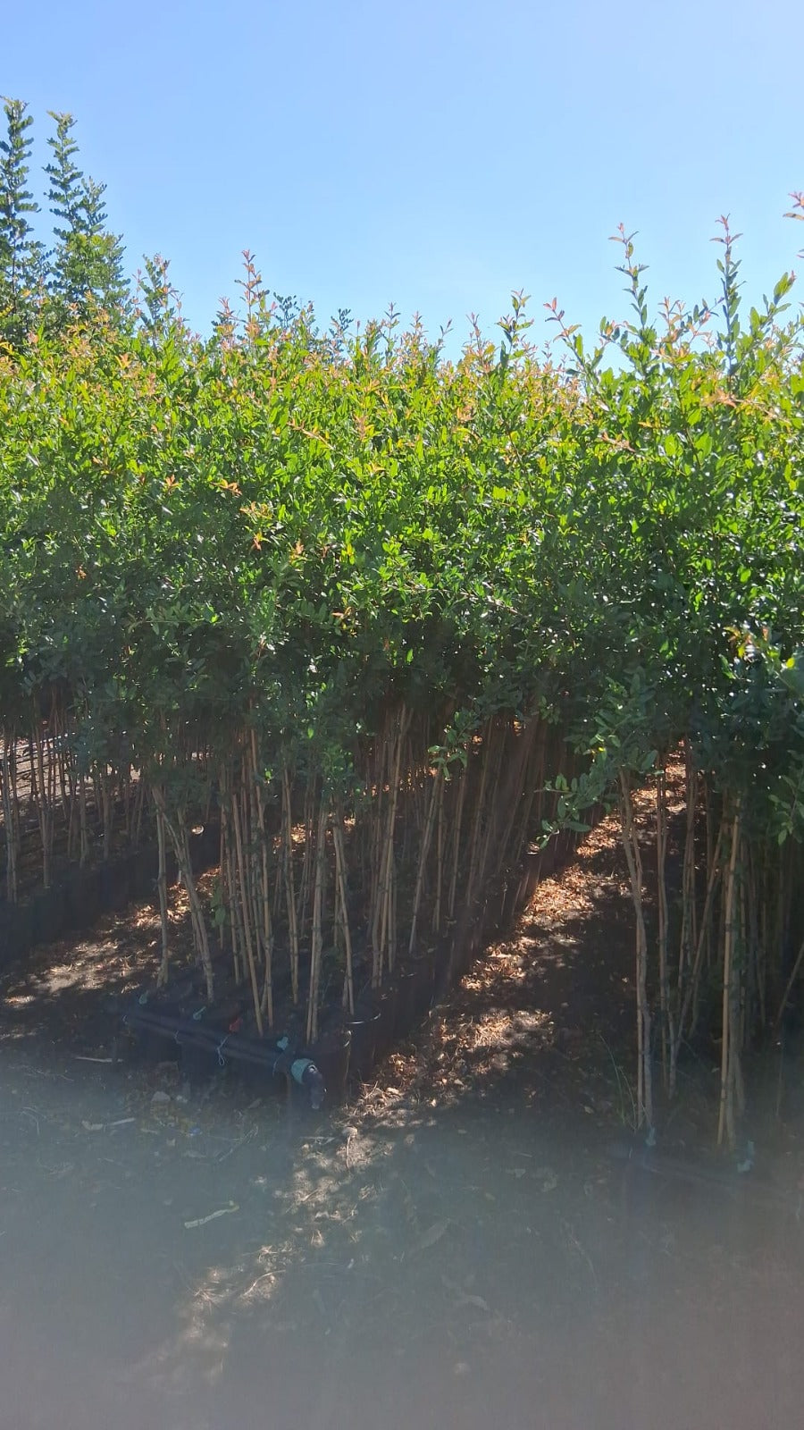Granatapfelbaum „Red of Sicily“ – Punica granatum | Echter Granatapfel, Zier- & Obstbaum 130–150 cm
