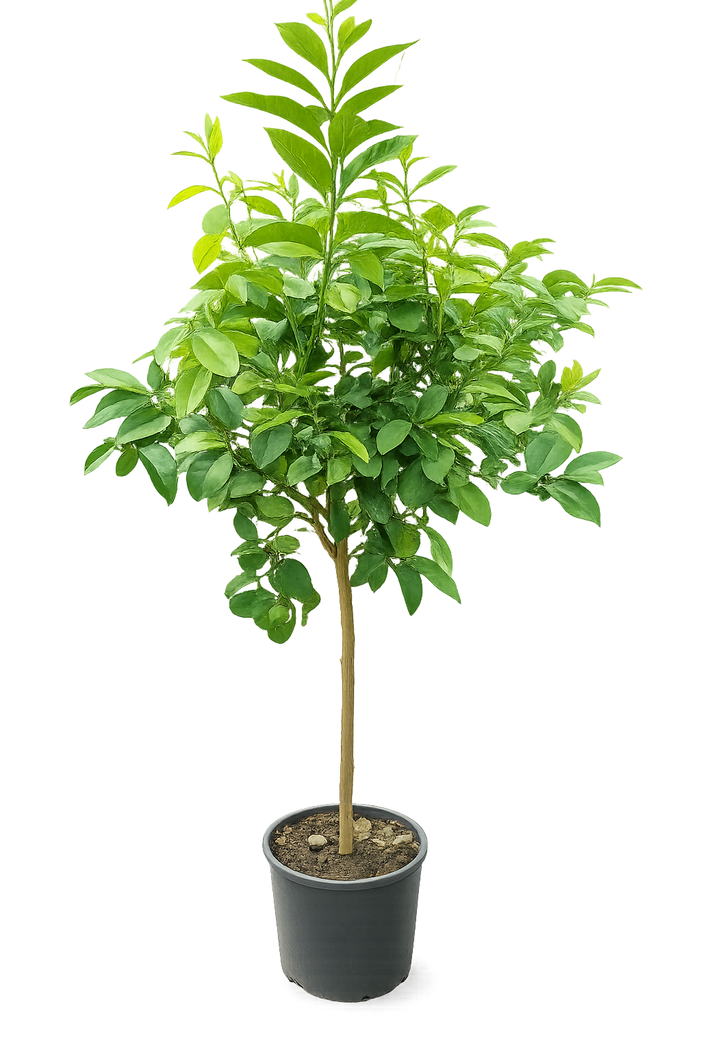 Bergamot 160-180 cm - s květy / plody Citrus bergamia - Bergamotto - SILNÝ STONEK