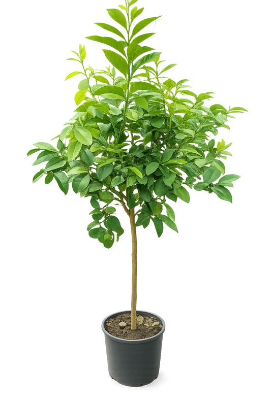 Bergamot 160-180 cm - s květy / plody Citrus bergamia - Bergamotto - SILNÝ STONEK