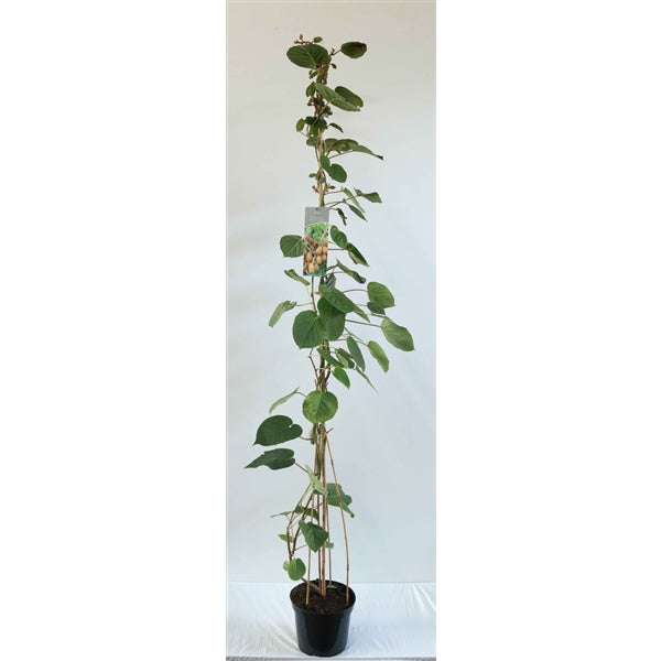 Kiwi-Pflanze Actinidia chinensis 'Hayward' (weiblich) – groß, winterhart & ertragreich | 160–200 cm