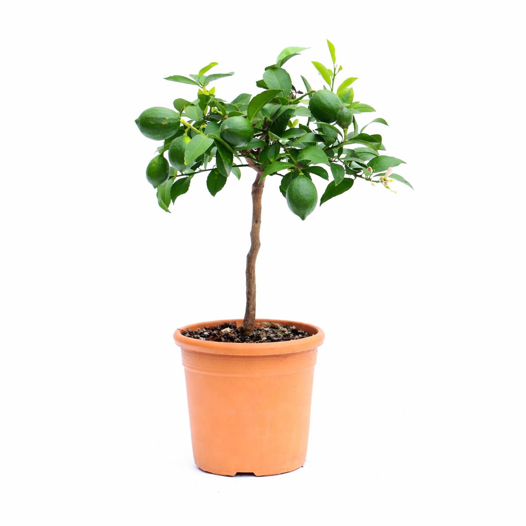 Zitronenbaum Meyer 70–100 cm – Echte Meyer Zitrone Pflanze mit Blüten & Früchten, Citrus limon Meyer, Zitronenpflanze kaufen