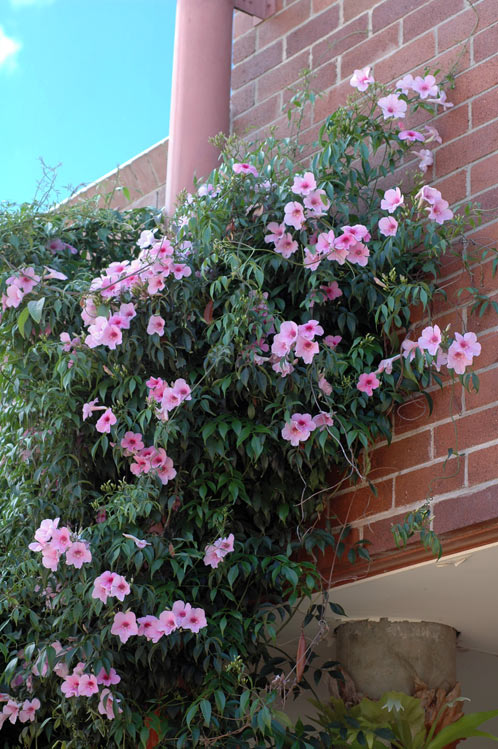 Jasmintrichter 'Pandorea jasminoides' - Bignonia Jasminoides Kletterpflanze 150-200 cm – Australische Schönranke mit rosa Blüten für Garten, Terrasse & Balkon