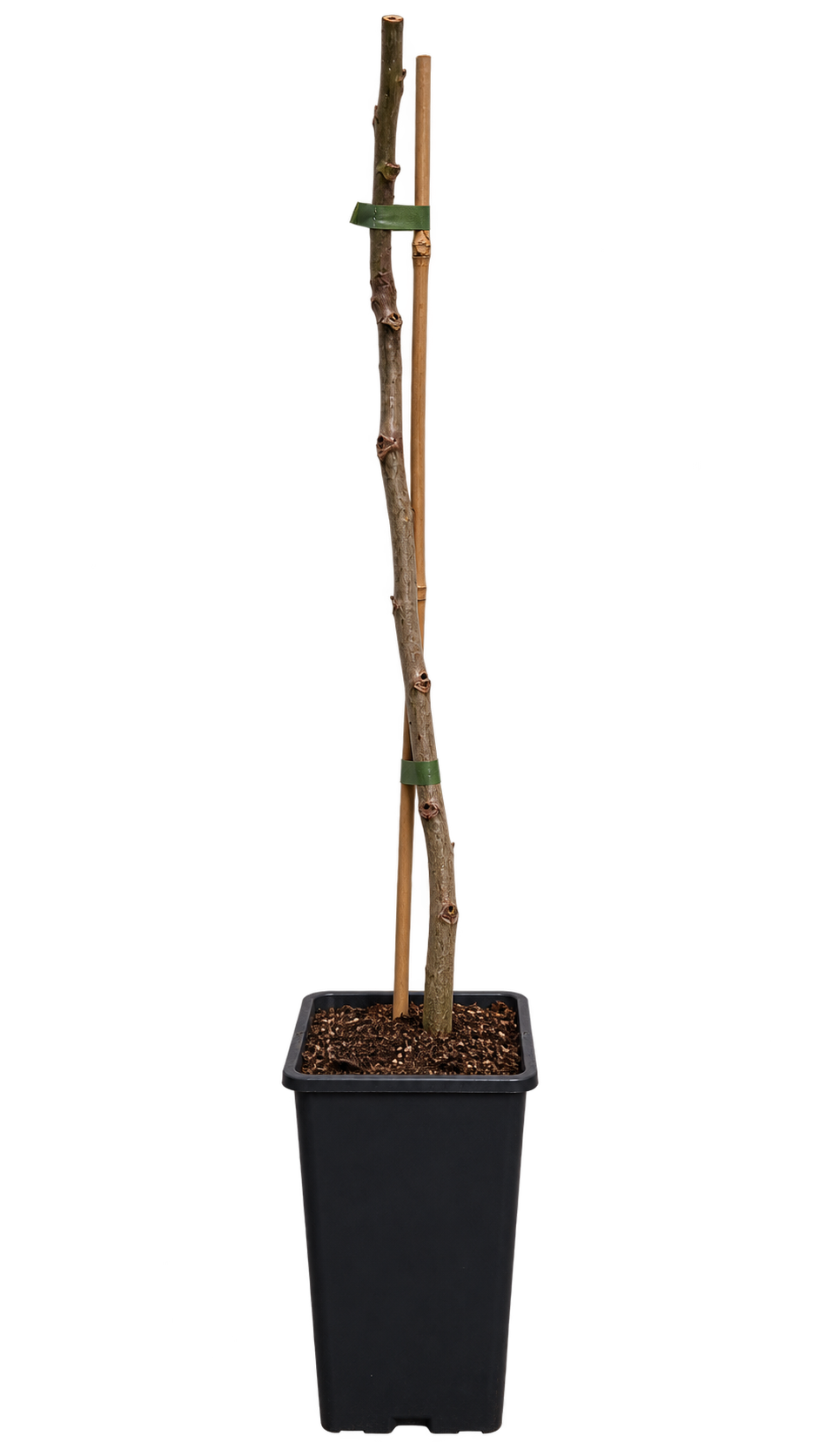Walnussbaum – Juglans regia – Echte Walnuss, winterharter Nussbaum für den Garten – 50–70 cm inkl. Topf