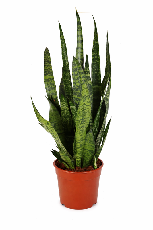 Sansevieria Zeylanica – Bogenhanf ca. 100 cm | Luftreinigende Zimmerpflanze für bessere Raumluft