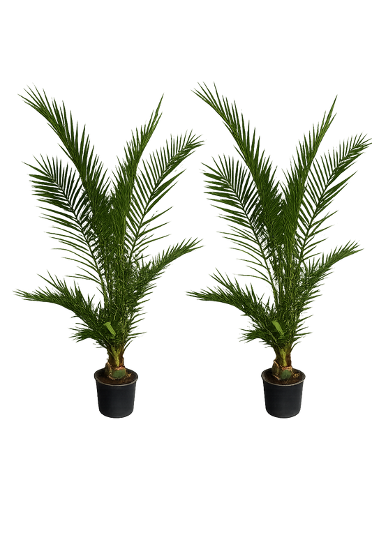 2er Set Kanarische Dattelpalme 190–210 cm (Phoenix canariensis) – XXL Palmen für Terrasse und Garten