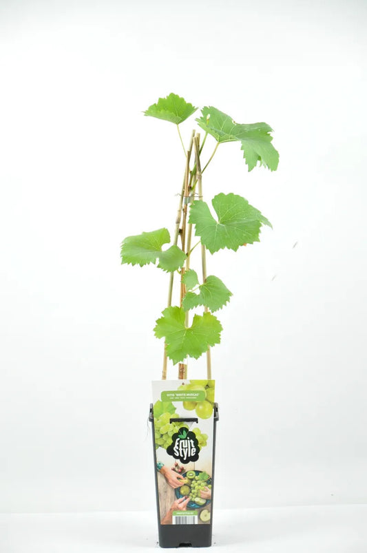 Vitis vinifera ‘Muskat White’ – Weiße Weintraube Muskat | Rebstock 50–70 cm | Süße Trauben, robuste Weinpflanze für Garten & Balkon
