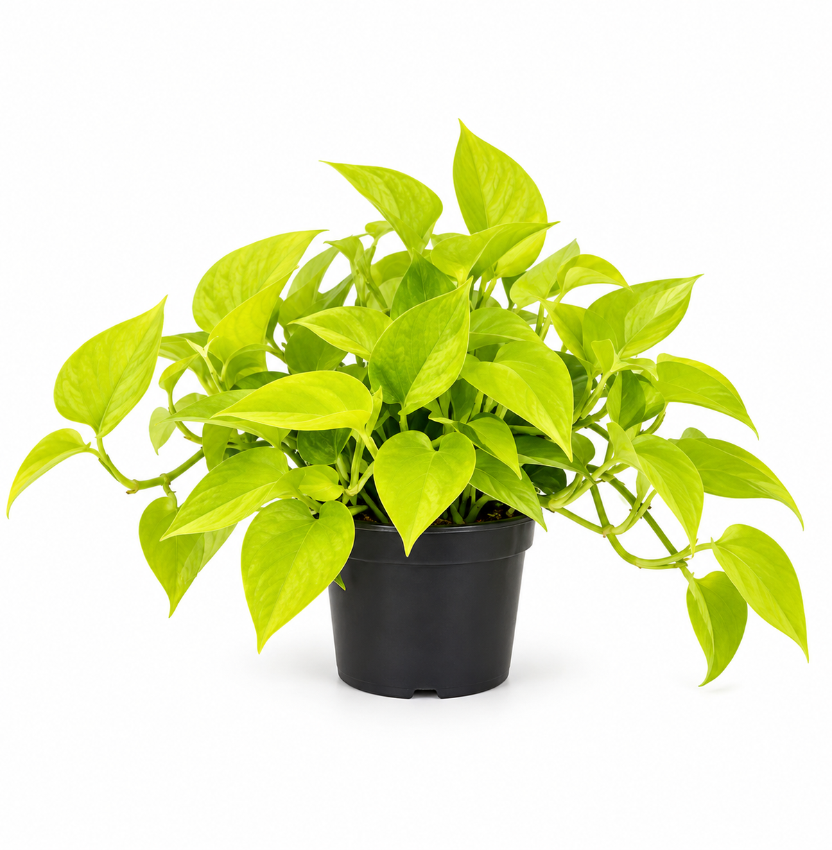 Klassiker für Ihr Zuhause: Epipremnum 'Golden Pothos' - Rankende Efeutute ca. 20 cm - Pflegeleicht & Dekorativ