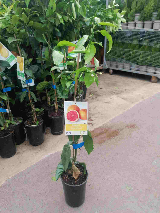 Citrus paradisi 'Star Ruby' 100-130 cm - citrusová rostlina rajského jablka s červeným grapefruitem