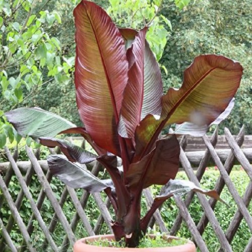 Červený okrasný banán 100-120 cm Ensete ventricosum Maurelii - habešský banán