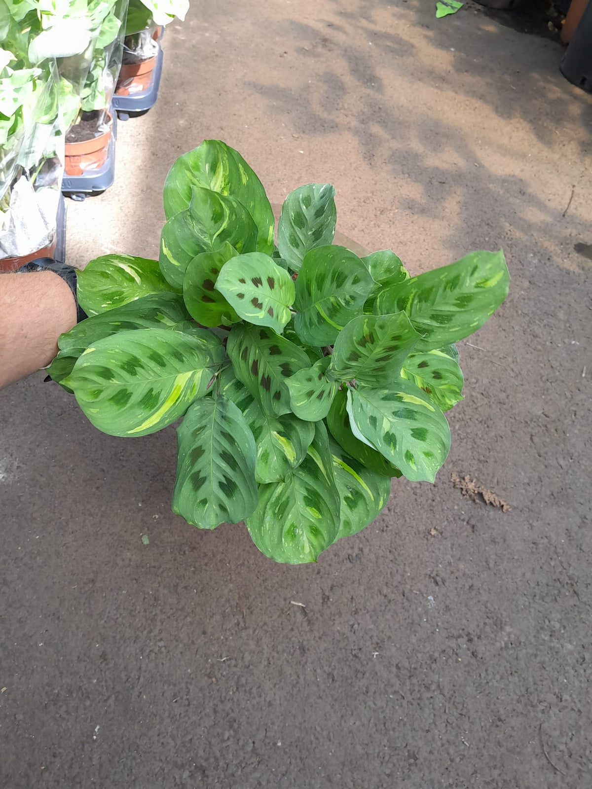 Maranta leuconeura 'Fantasy' cca. 30 cm Arova kořen - Pokojová rostlina - Listnatá rostlina