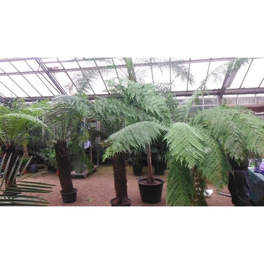 Stromová kapradina cca. 150 cm Dicksonia antarctica - pozůstatek z pravěku