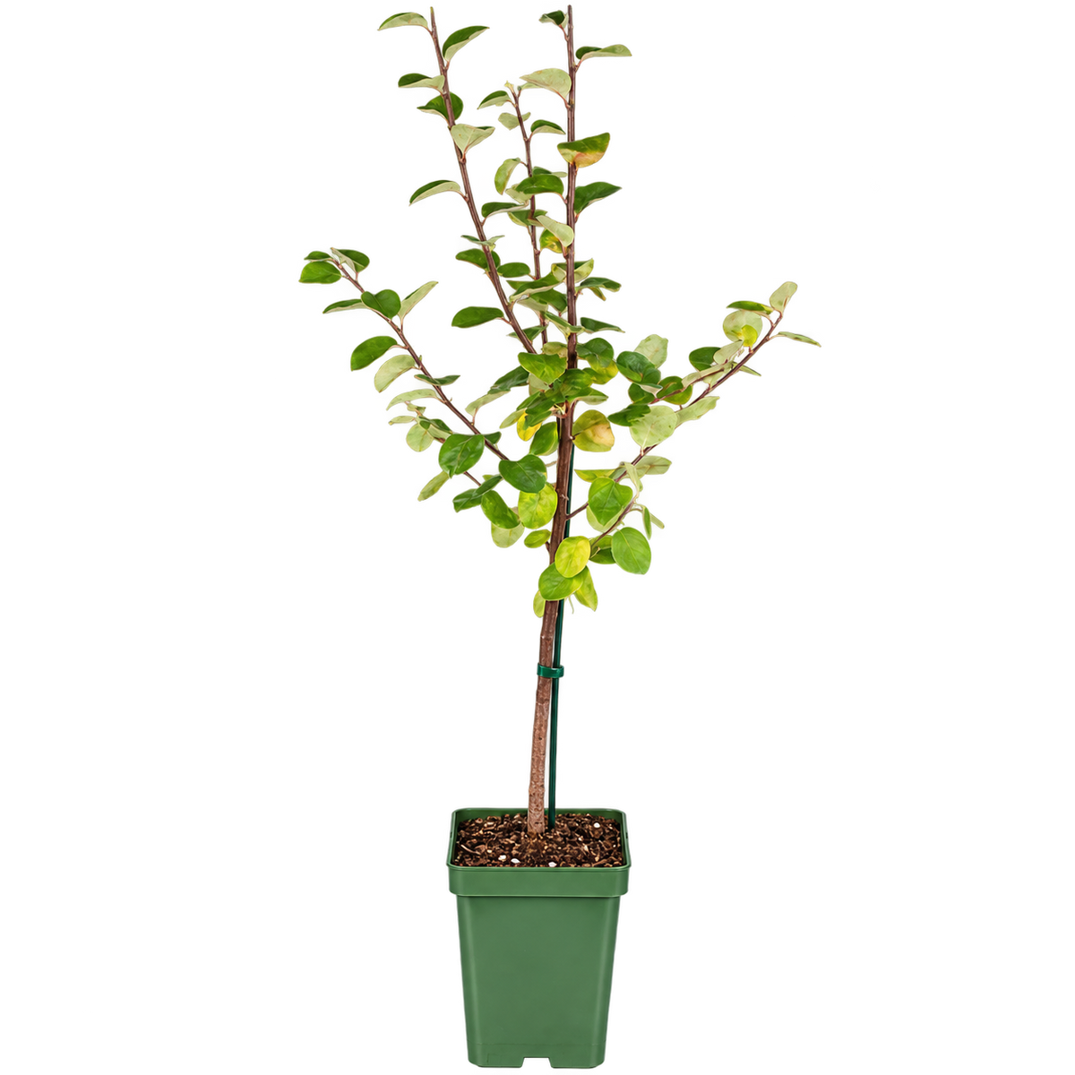 Cydonia oblonga ‘Leskovac’ 130–160 cm – Apfelquitte, Quittenbaum, winterharter Obstbaum für Garten